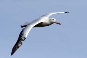 wandering albatross next to person