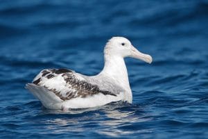 wingspan of the wandering albatross