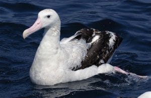 wandering albatross laying