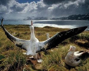 wandering albatross compared to human