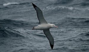 wandering albatross pet
