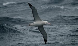 wandering albatross wingspan in feet