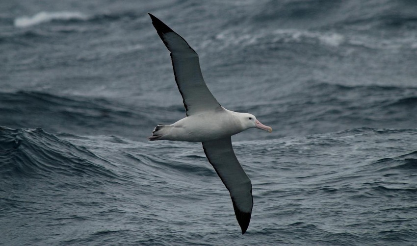 wandering albatross natural predators