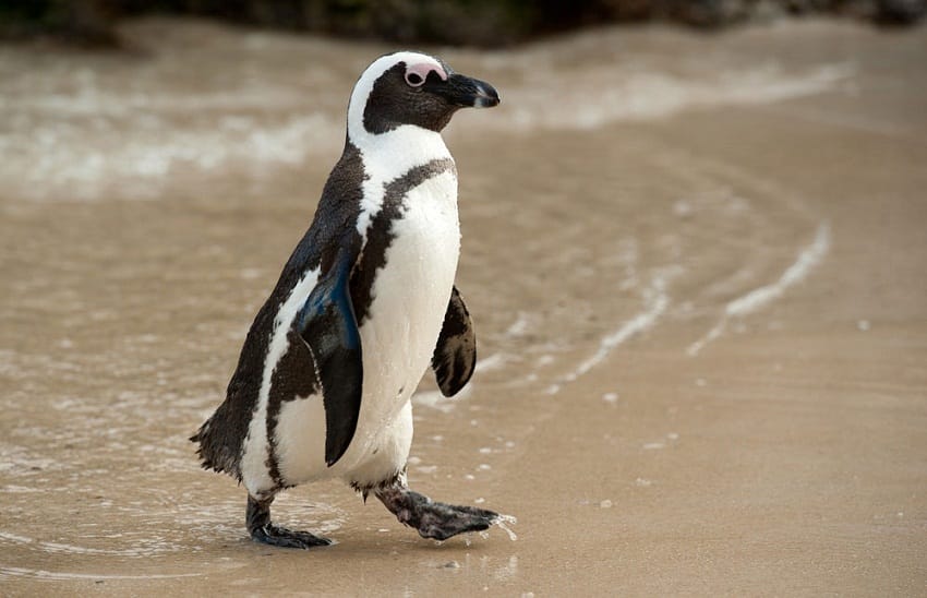 African Penguin Facts Size Habitat Lifespan Pictures