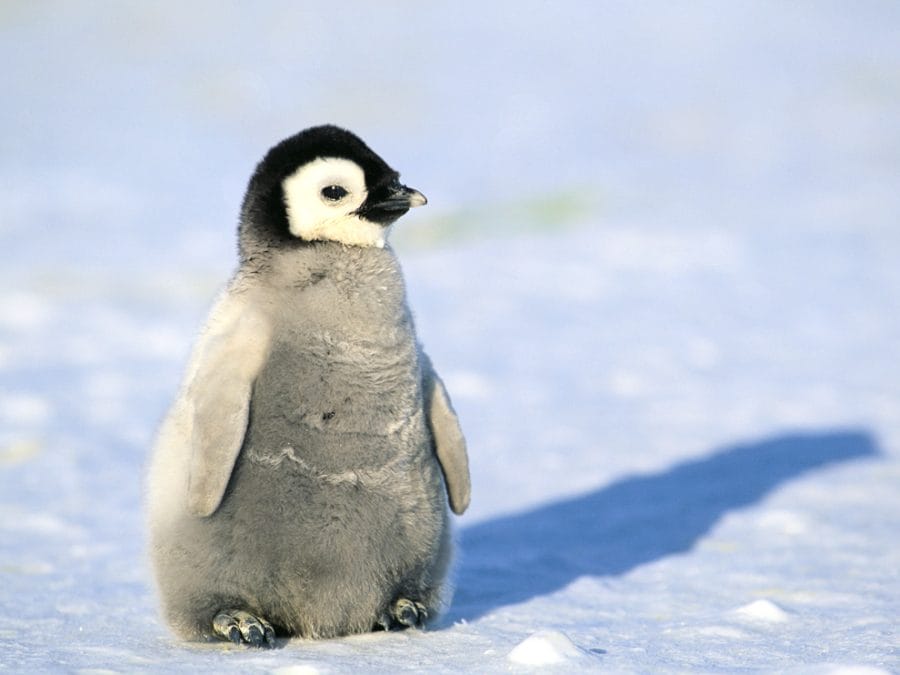 Baby Penguin - Adã©lie Penguin, HD Png Download - 1024x1024