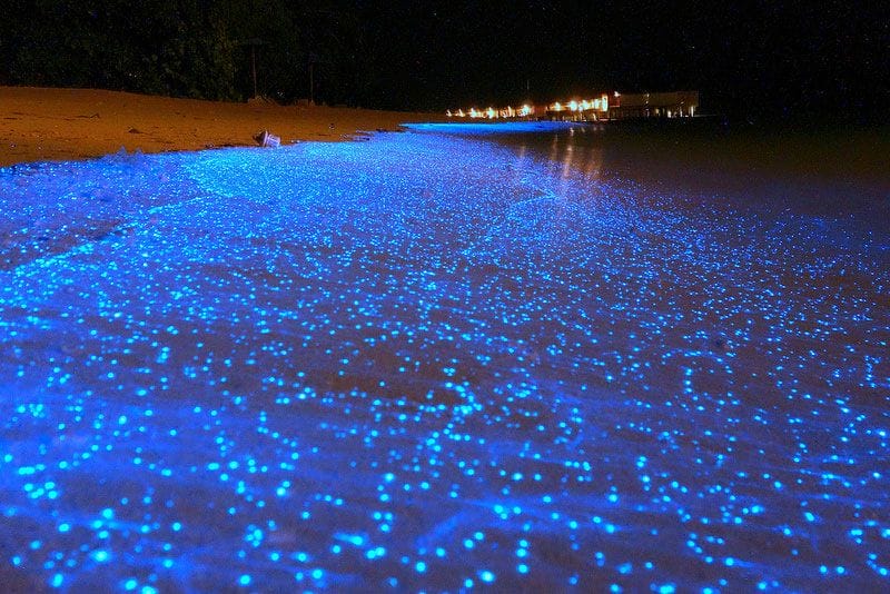 Firefly Squid Firefly-Squid-Beach