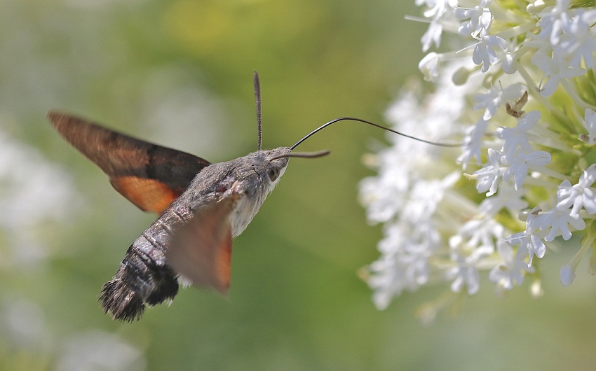 Hummingbird Hawk-moth Facts, Range, Habitat, Behavior, Pictures