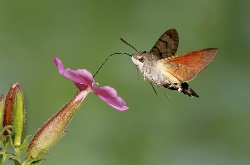 Hummingbird Hawk Moth And Hummingbird