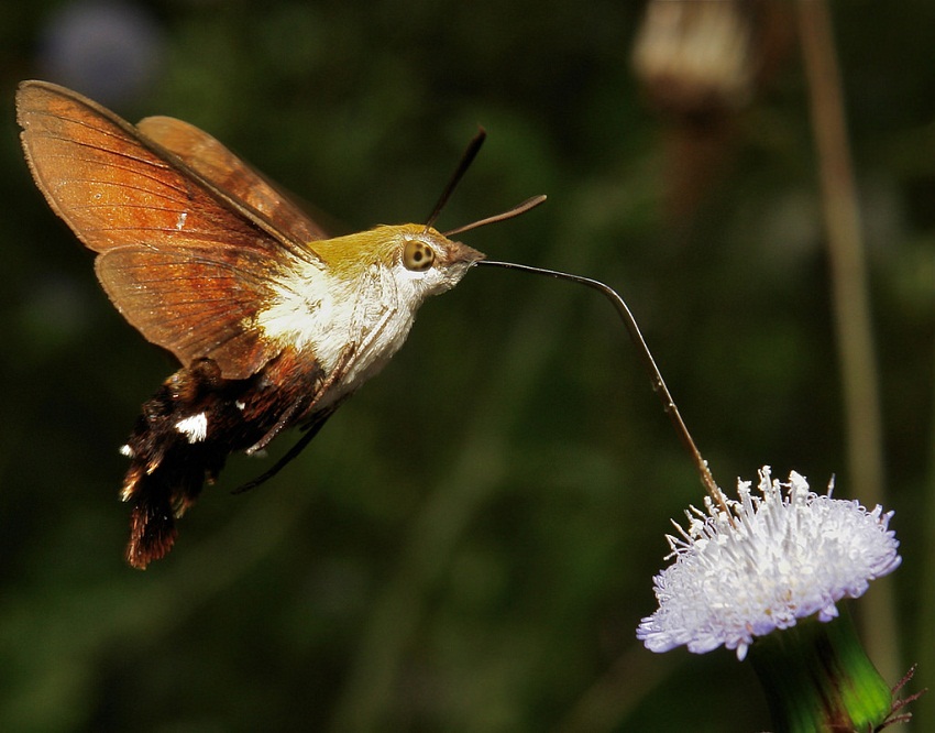 Hummingbird Hawk-moth Facts, Range, Habitat, Behavior, Pictures