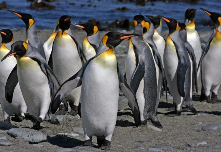 penguin-facts-types-habitat-diet-adaptations-pictures