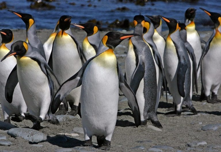 Penguin facts types habitat diet adaptations pictures