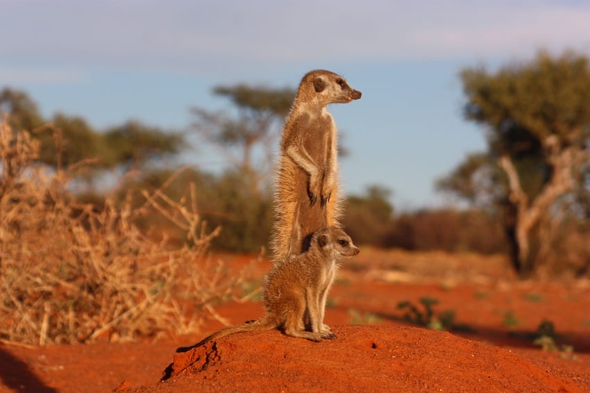 sahara desert animals and plants