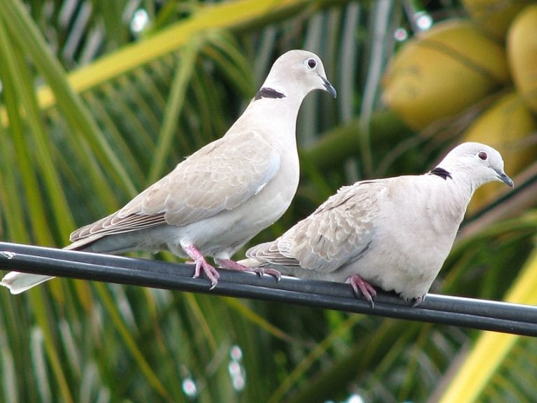 Eurasian Collared Dove Facts, Range, Habitat, Diet, Pictures