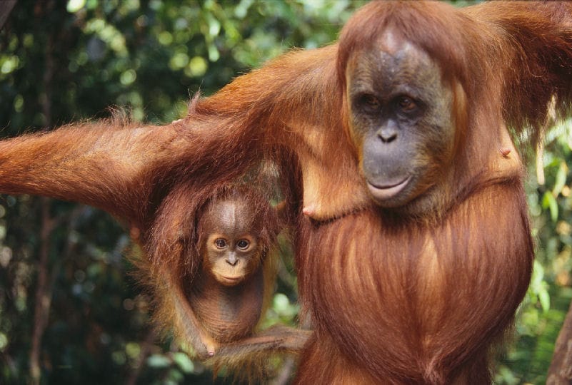 Rainforest Animals List, Adaptations, Pictures