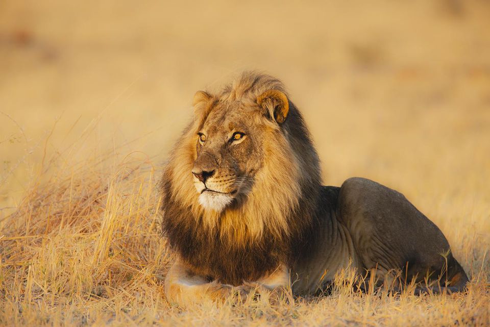 African Animals List, Facts, Conservation Status, Pictures