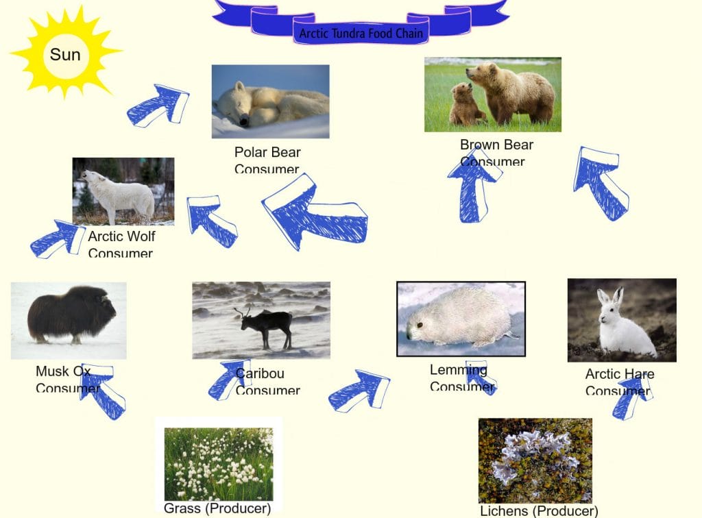 Tundra Piramide Alimenticia