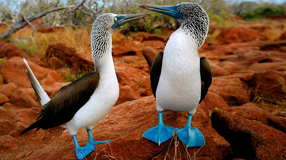 Galapagos Islands Animals List, Facts, and Pictures