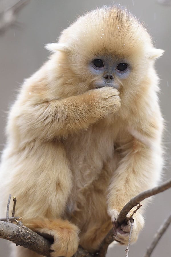 Golden Snub Nosed Monkey Facts Habitat Diet Life Cycle Pictures Golden Snub Nosed Monkey Facts Habitat Diet Life Cycle Pictures