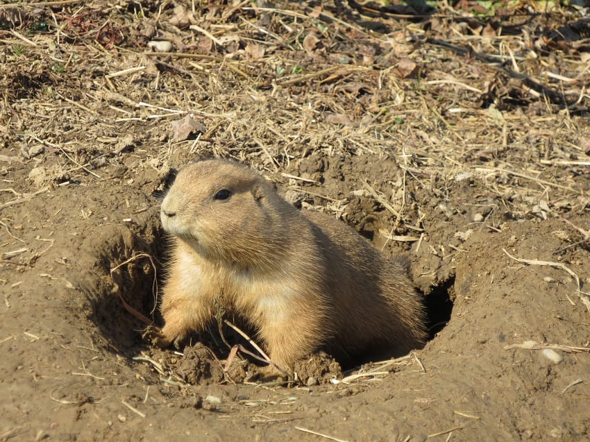 what do prairie dogs look like