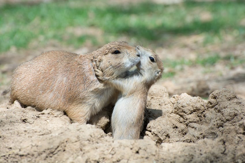 do prairie dogs make noise