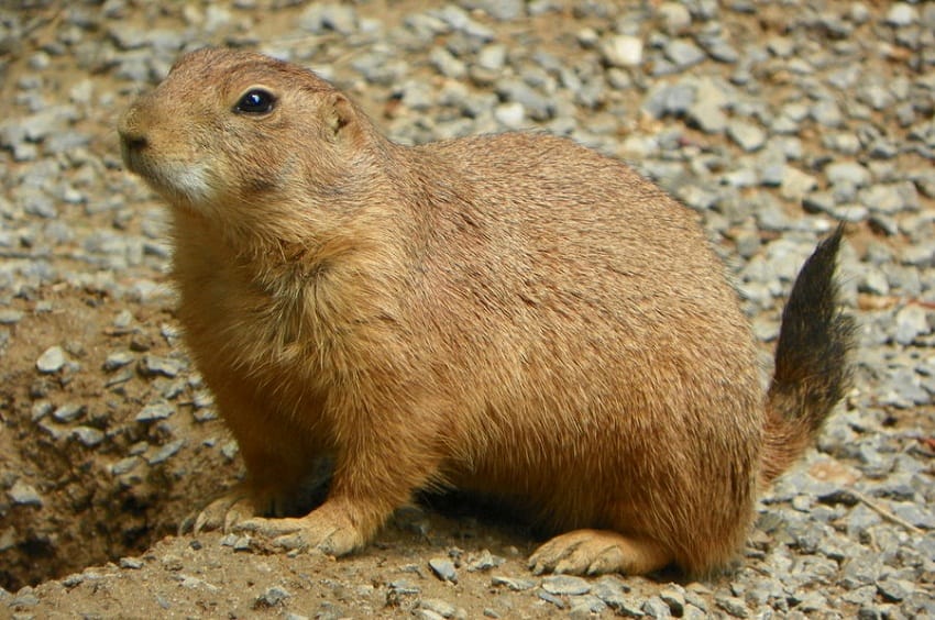 do prairie dogs make noise