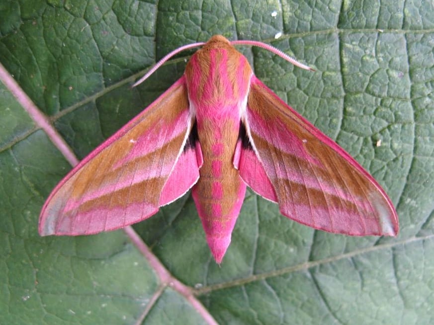 Elephant Hawk Moth Life Cycle