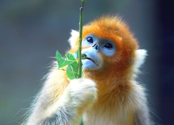 Monkey Facts, Types, Lifespan, Classification, Habitat, Pictures