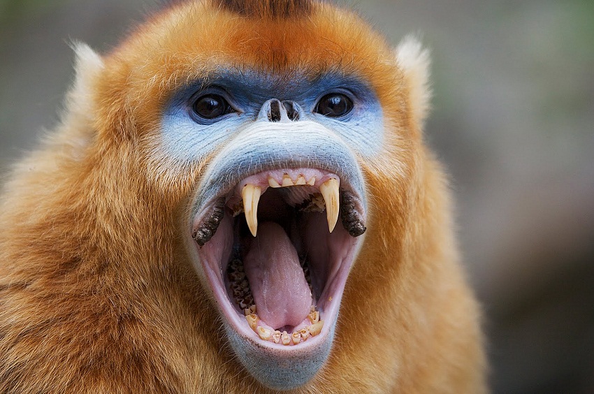 Golden Snub-nosed Monkey Facts, Habitat, Diet, Life Cycle, Baby, Pictures