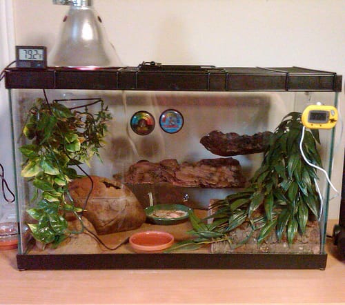 leopard gecko habitat 10 gallon