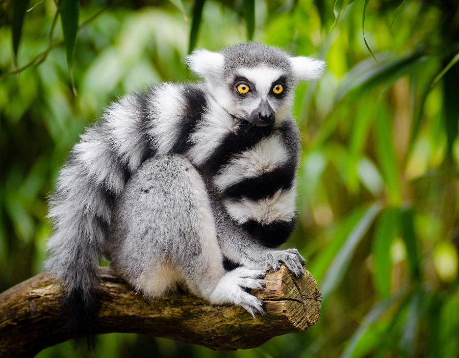 Madagascar Animals List, Habitats, and Pictures
