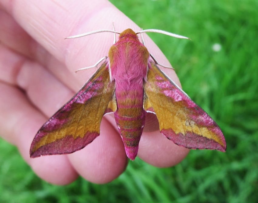 Picture of Elephant Hawk Moth. 