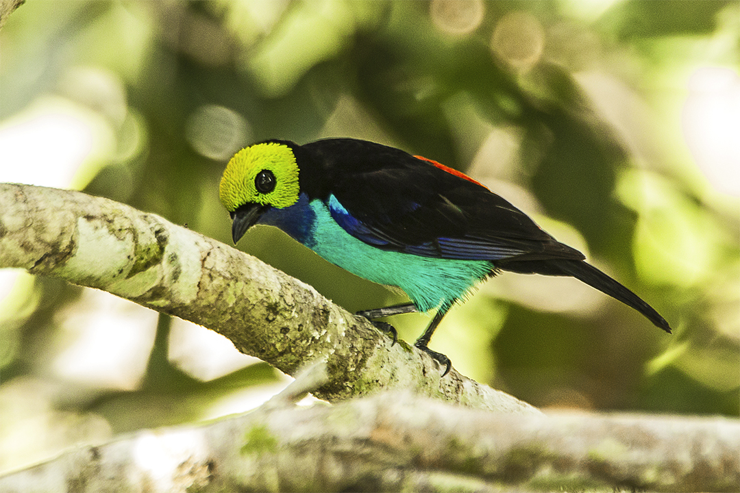 Amazon Rainforest Animals List, Conservation, Pictures