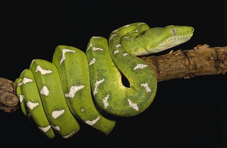 Emerald Tree Boa Facts, Habitat, Diet, Life Cycle, Baby, Pictures