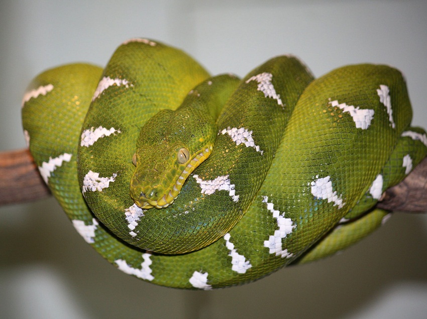 Tree Boa - Facts, Diet, Habitat & Pictures on