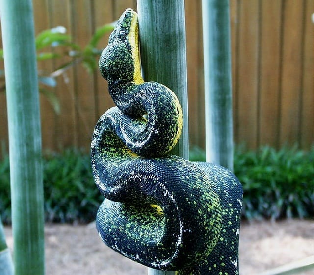 Emerald Tree Boa Care Sheet   – Dubia.com