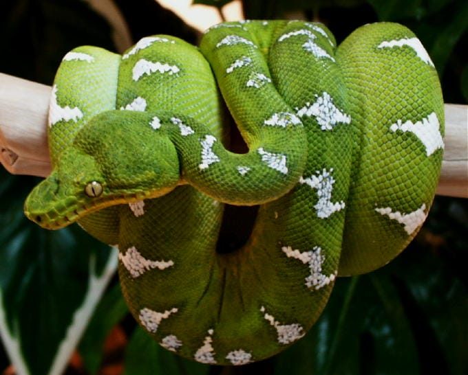 Emerald Tree Boa Facts, Habitat, Diet, Life Cycle, Baby, Pictures