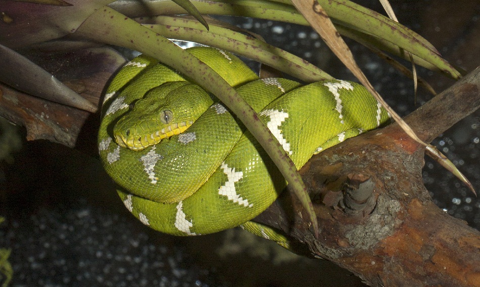 Emerald Tree Boa Facts, Habitat, Diet, Life Cycle, Baby, Pictures