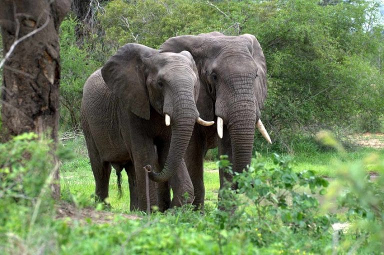 African Forest Elephant - Facts, Habitat, Diet, Pictures, and More