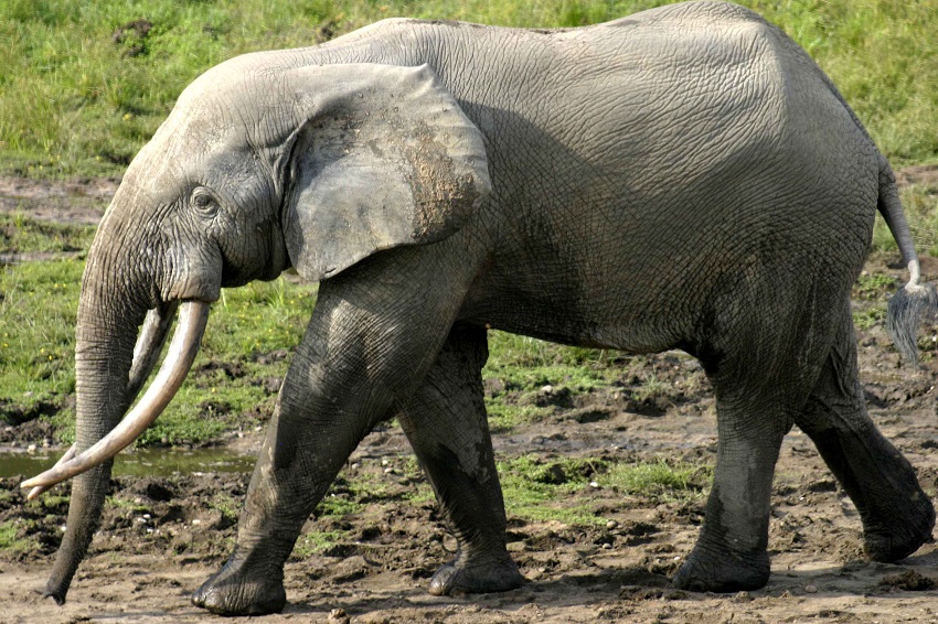 African Forest Elephant Facts, Habitat, Diet, Pictures