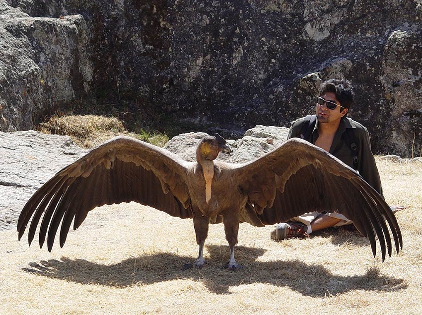 Andean Condor Facts Range Habitat Adaptations Pictures