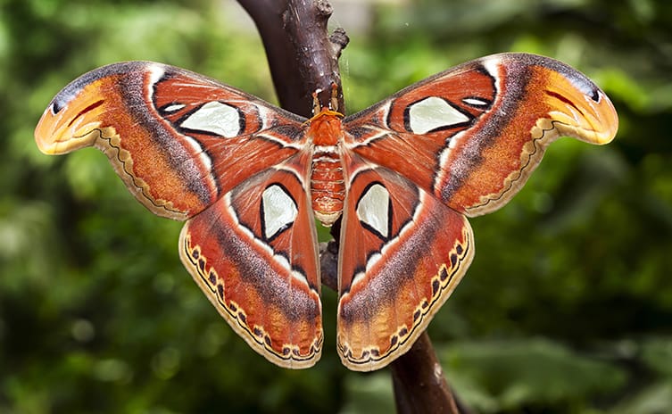 The science behind the Moth Atlas