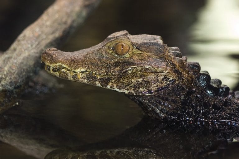 Dwarf Caiman Facts, Distribution, Habitat, Diet, Pictures