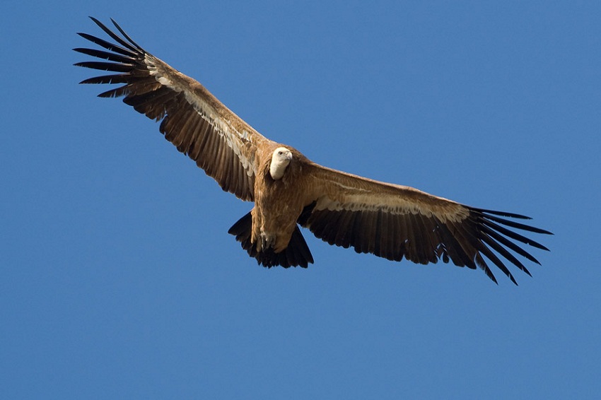 Griffon Vulture Wingspan