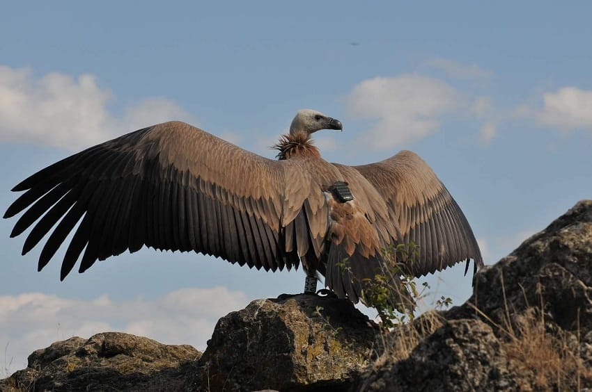 Griffon Vulture Wingspan