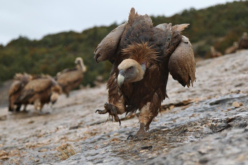 Griffon Vulture Facts, Distribution, Habitat, Diet, Pictures