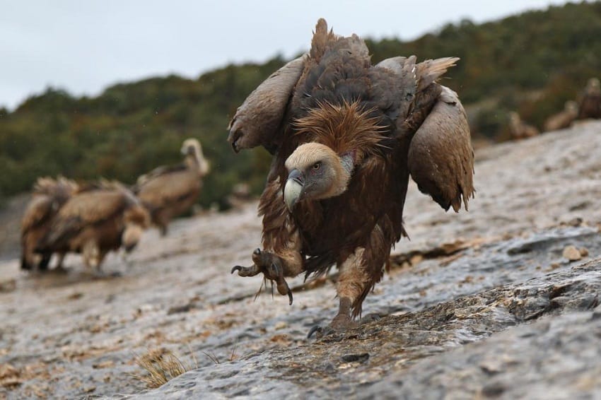 Griffon Vulture Wingspan