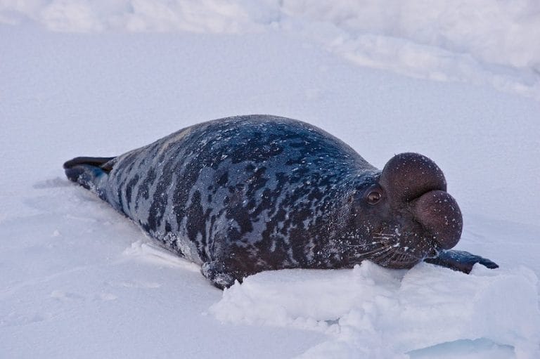 Hooded Seal Bladder nosed Seal Facts Habitat Diet Life Cycle Pictures