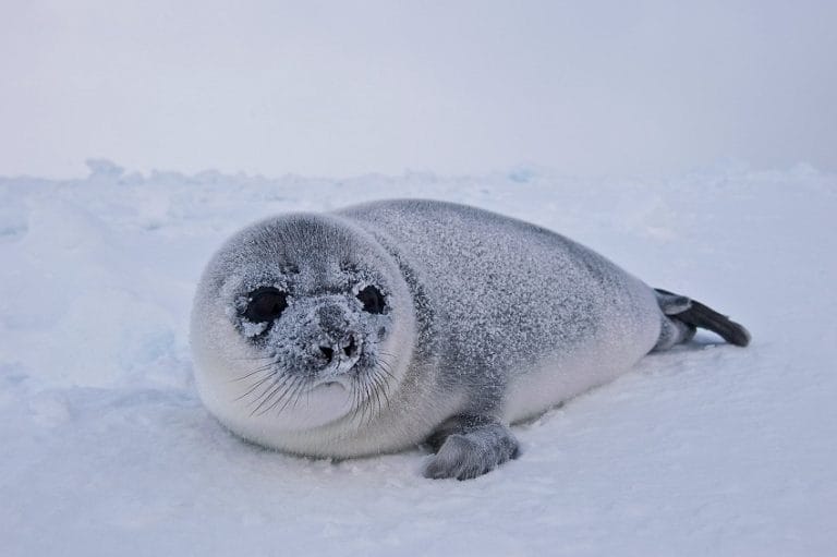 Hooded Seal (Bladdernosed Seal) Facts, Habitat, Diet, Life Cycle, Baby