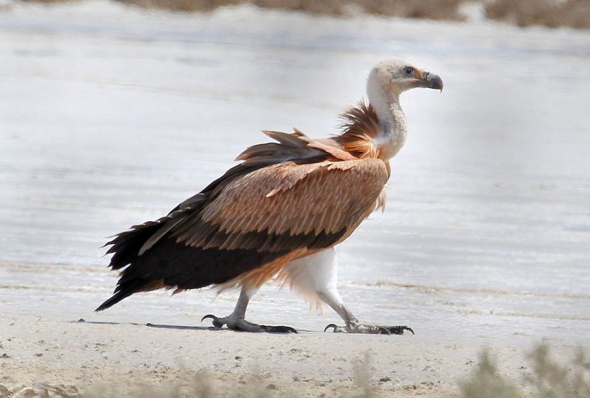 Griffon Vulture Wingspan