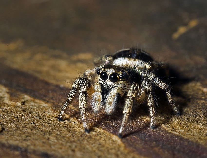 51 HQ Photos Jumping Spider Pet Store - Keeping up with your Jumper